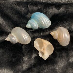 Four elegant pearly shells to use as napkin, rings, scarf rings, or room decor.